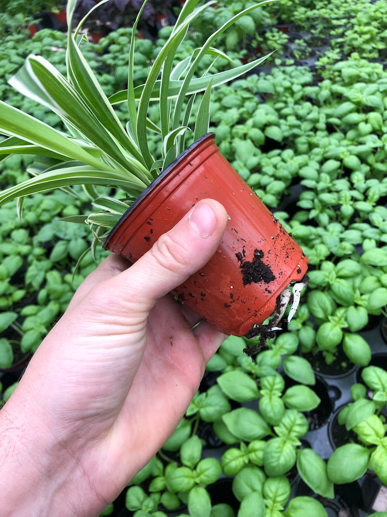 spider plant potting mix Spider Plant – August Breeze Farm