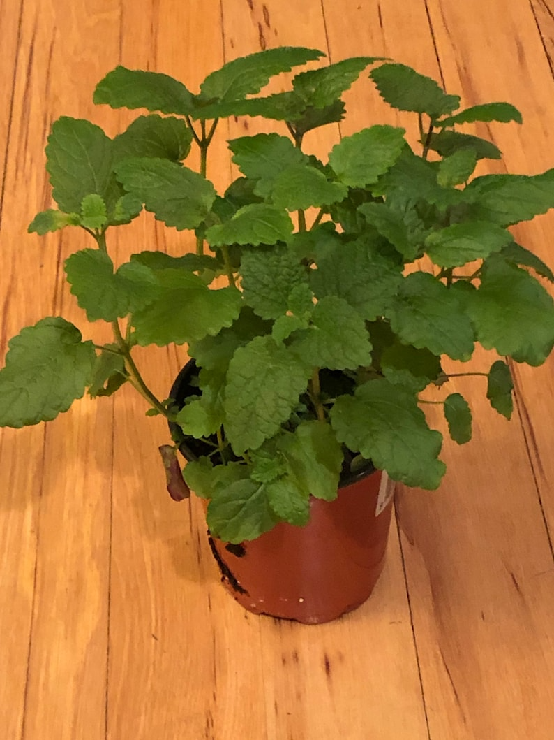 lemon balm plant in pot Lemon Balm ~ Live Plant – August Breeze Farm