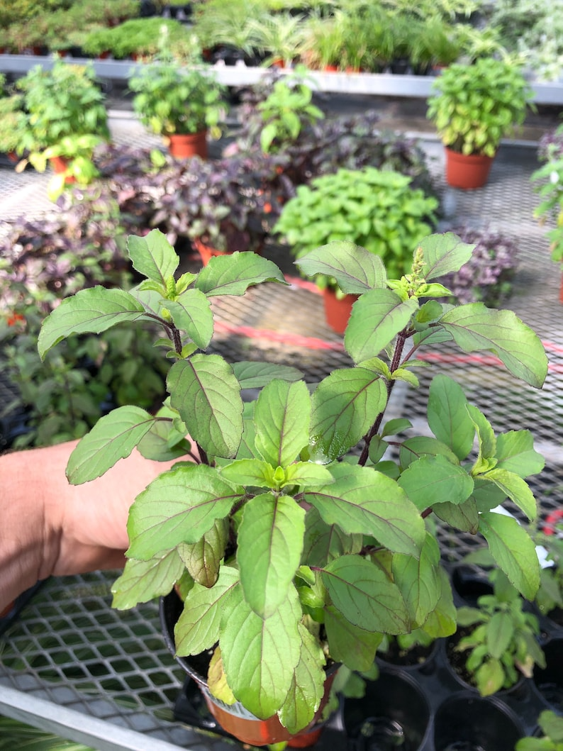 Tulsi basil Krishna