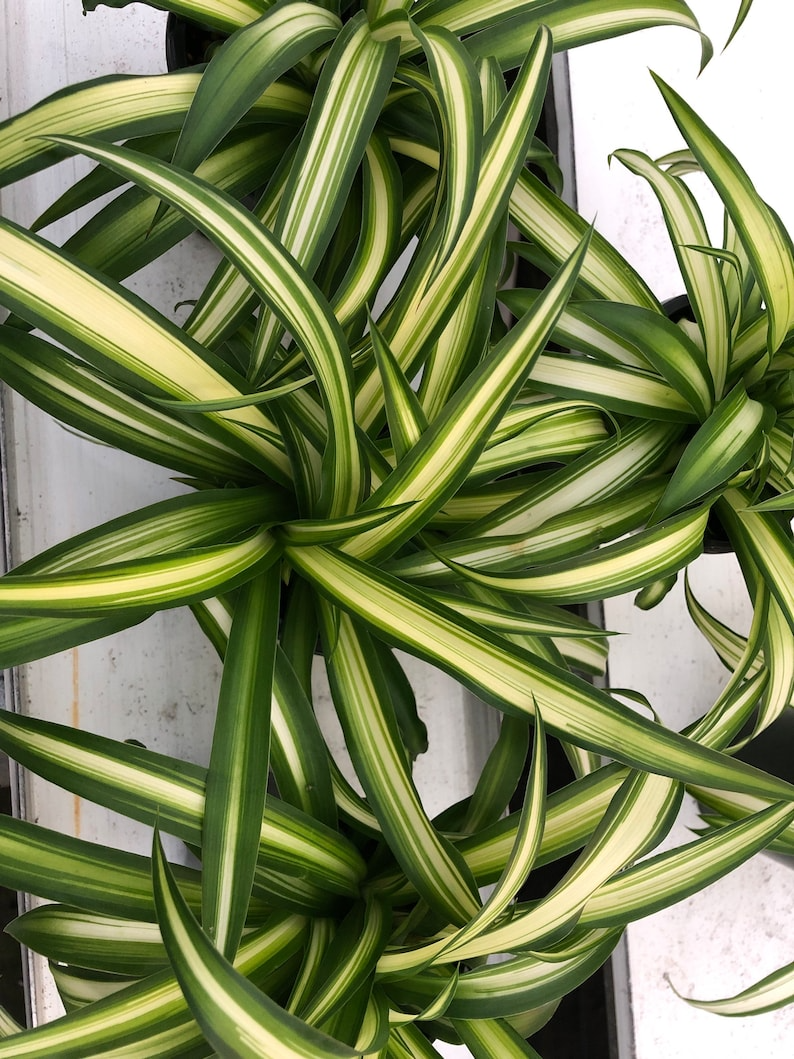 albino spider plant Green on white spider plant – August Breeze Farm
