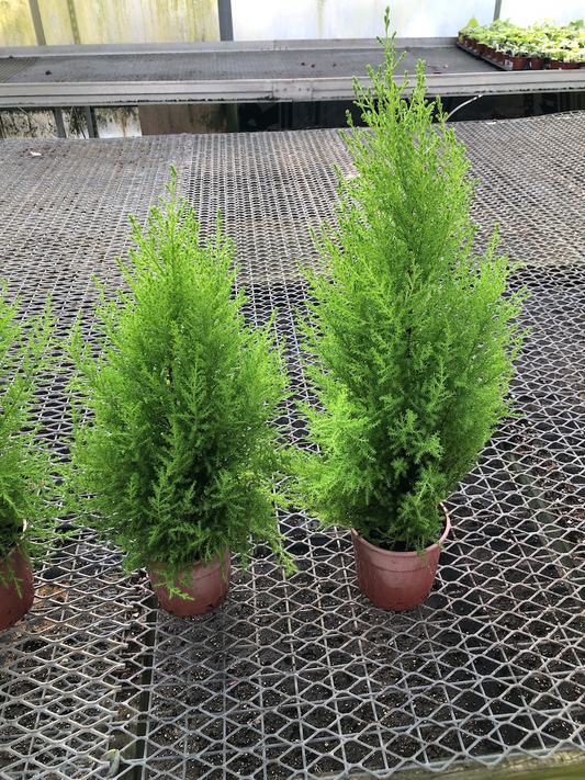Lemon Cypress