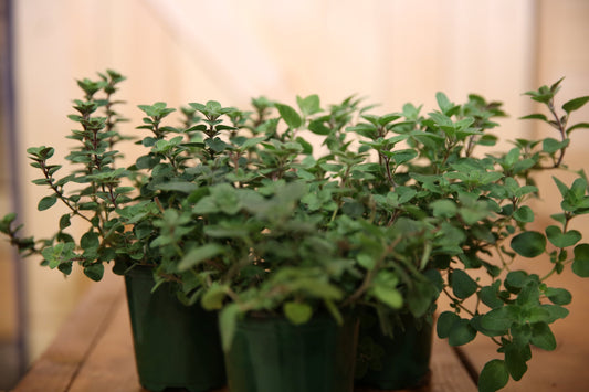 OREGANO Live Plant 4 Inch Pot.  Fresh and Healthy. Very Aromatic!!