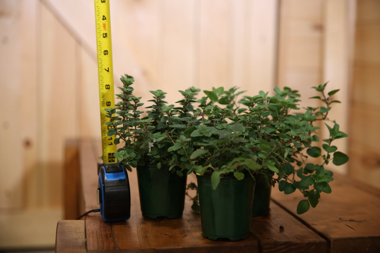 OREGANO Live Plant 4 Inch Pot. Fresh and Healthy. Very Aromatic!!