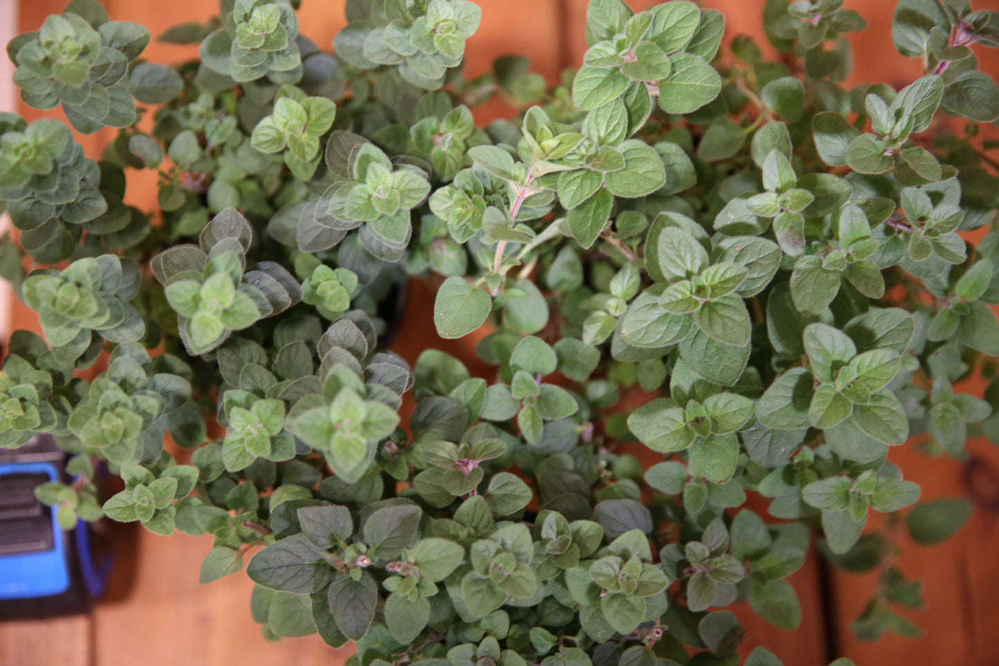 OREGANO Live Plant 4 Inch Pot. Fresh and Healthy. Very Aromatic!!