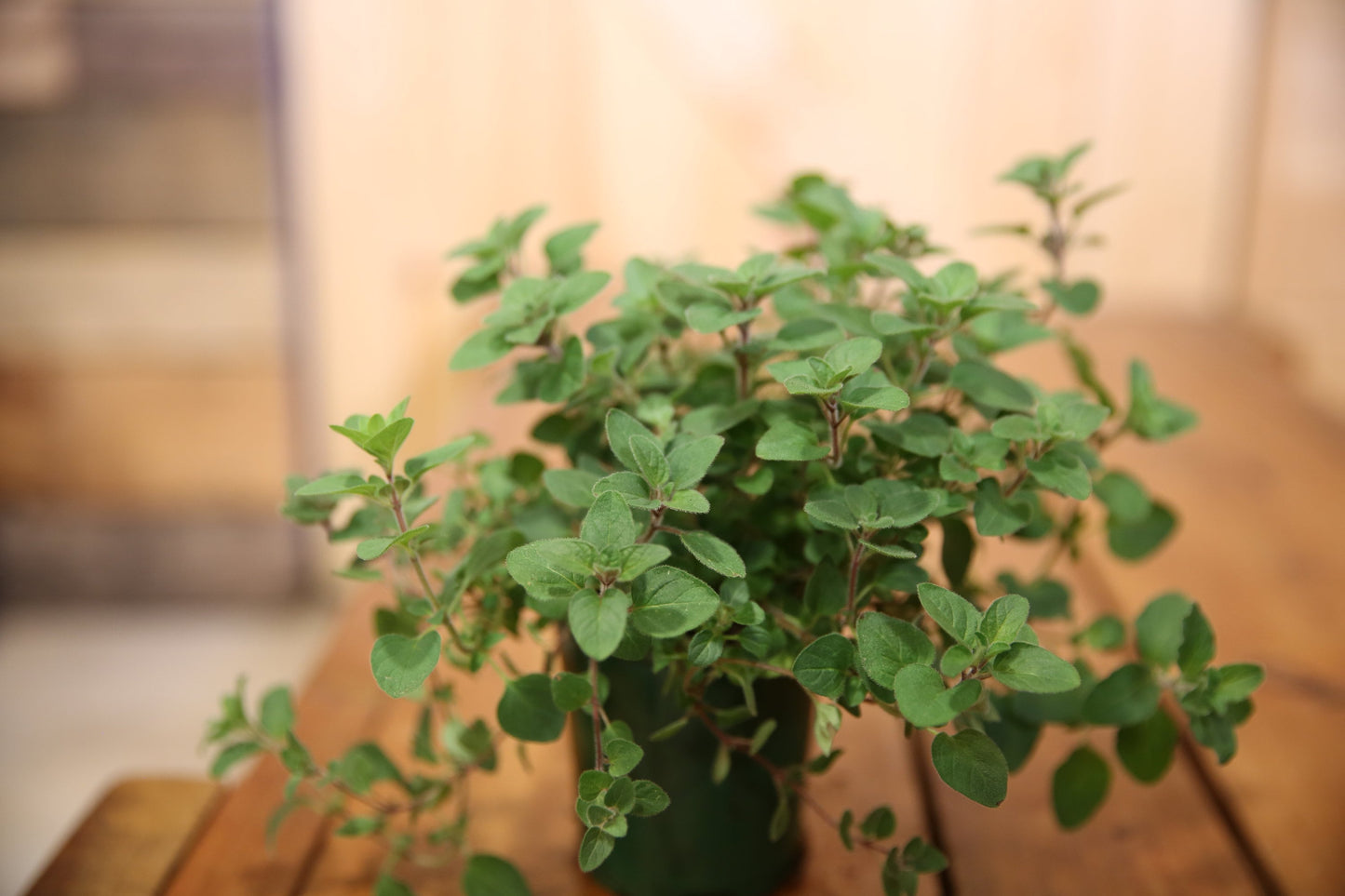 OREGANO Live Plant 4 Inch Pot. Fresh and Healthy. Very Aromatic!!
