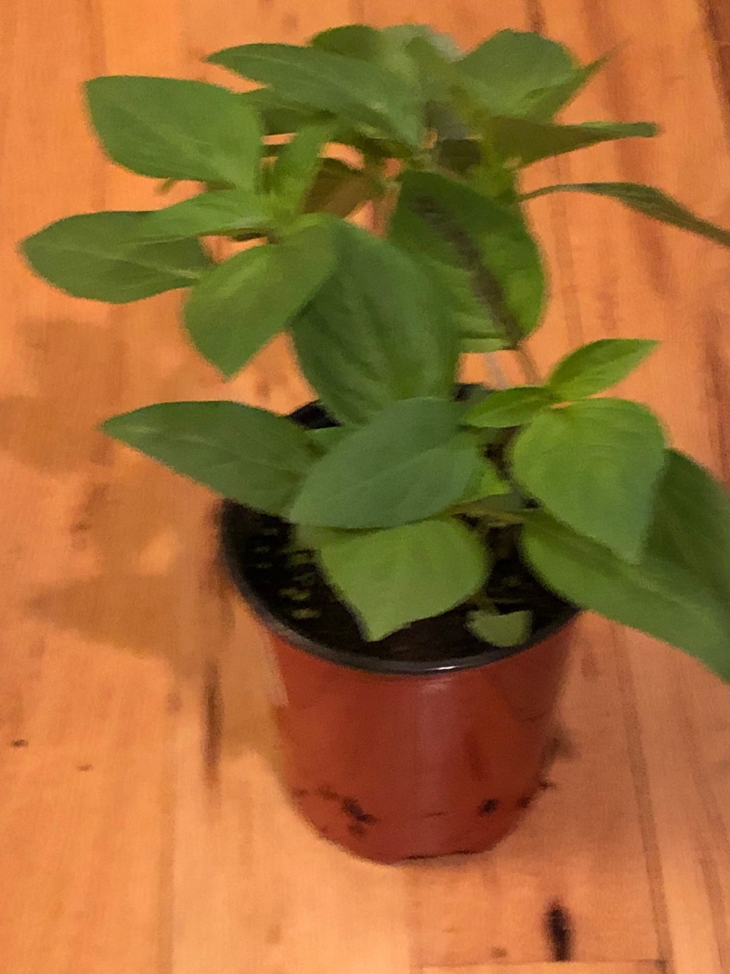 Thai Basil live plant