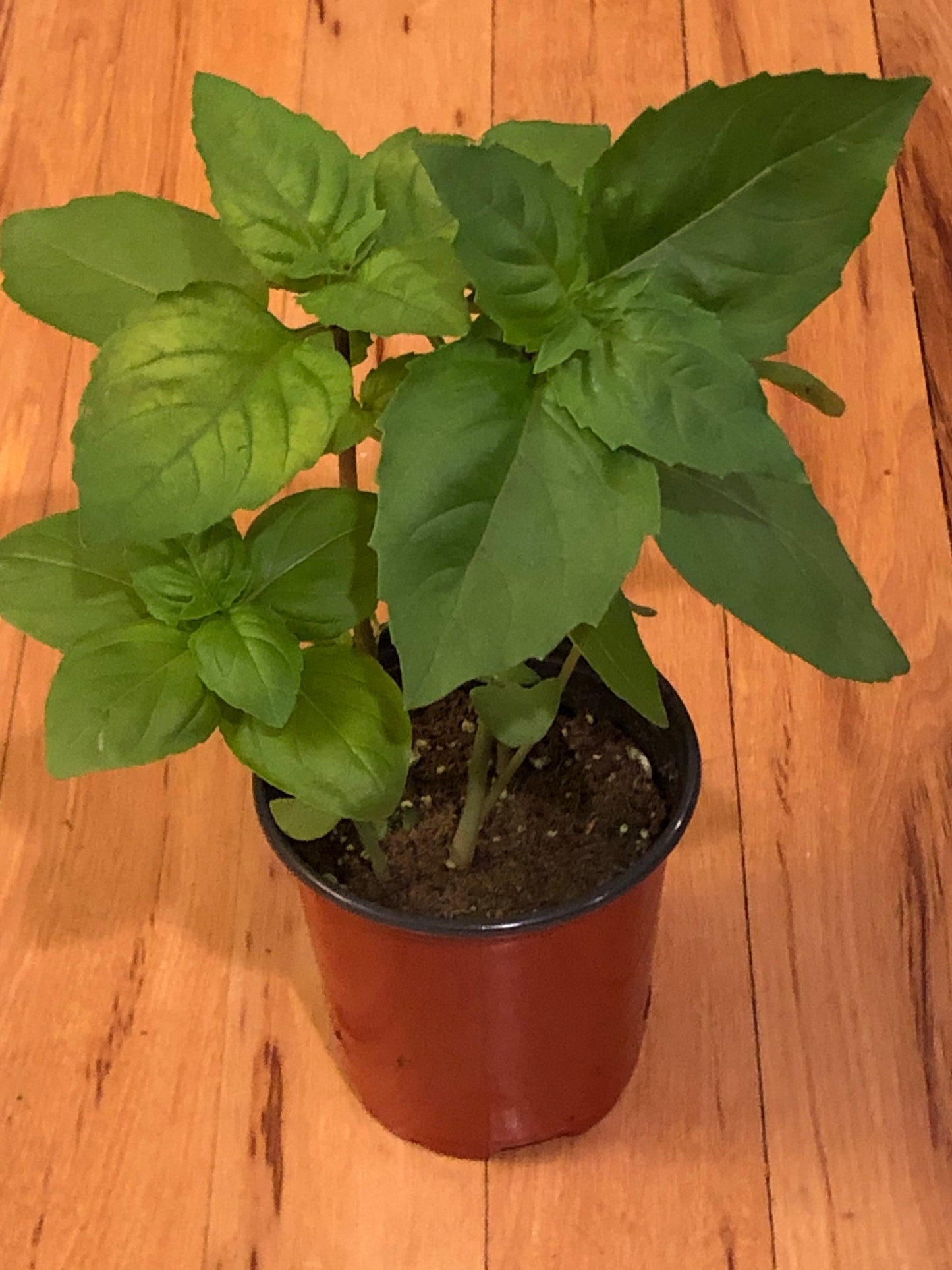 Cinnamon Basil Plants - Aromatic Spice for Your Garden