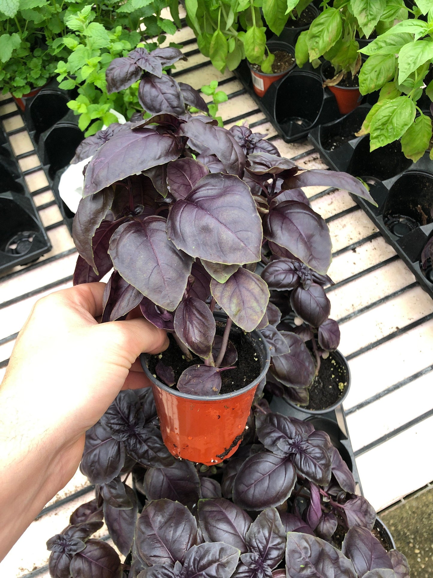 Purple Basil live plant 4” pot “vibrant”