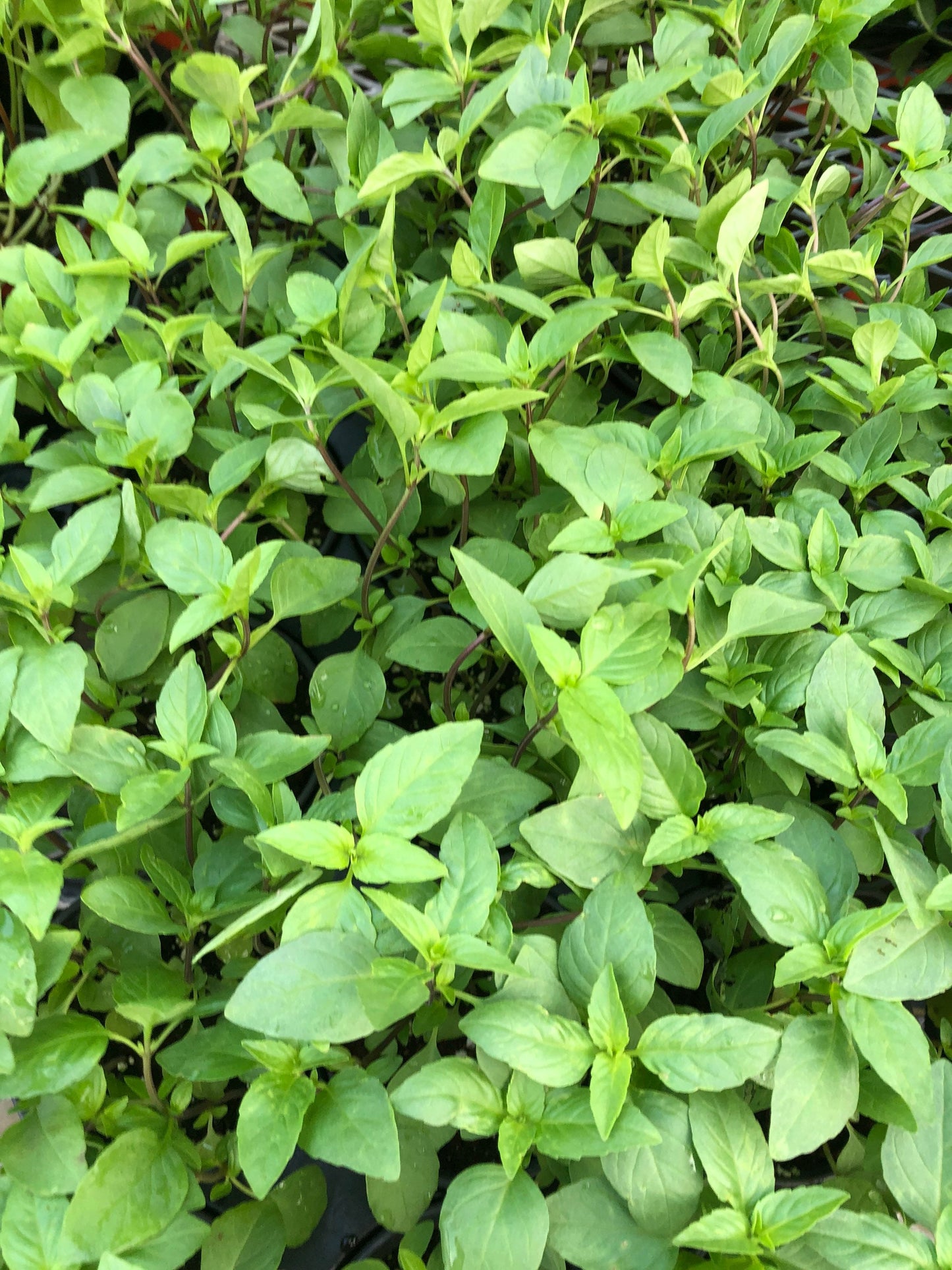 Siam Queen, large leaf Thai basil, large plant live herb