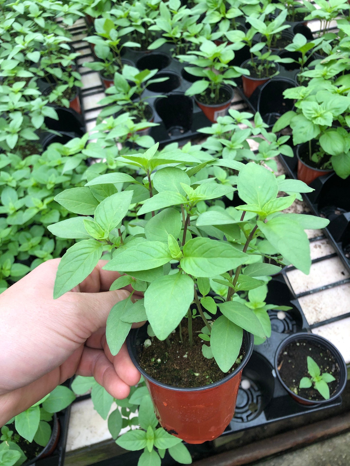 Citrus Basil Plants - Zesty Flavor for Your Garden and Kitchen