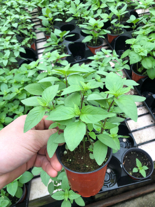 Citrus Basil Plants - Zesty Flavor for Your Garden and Kitchen