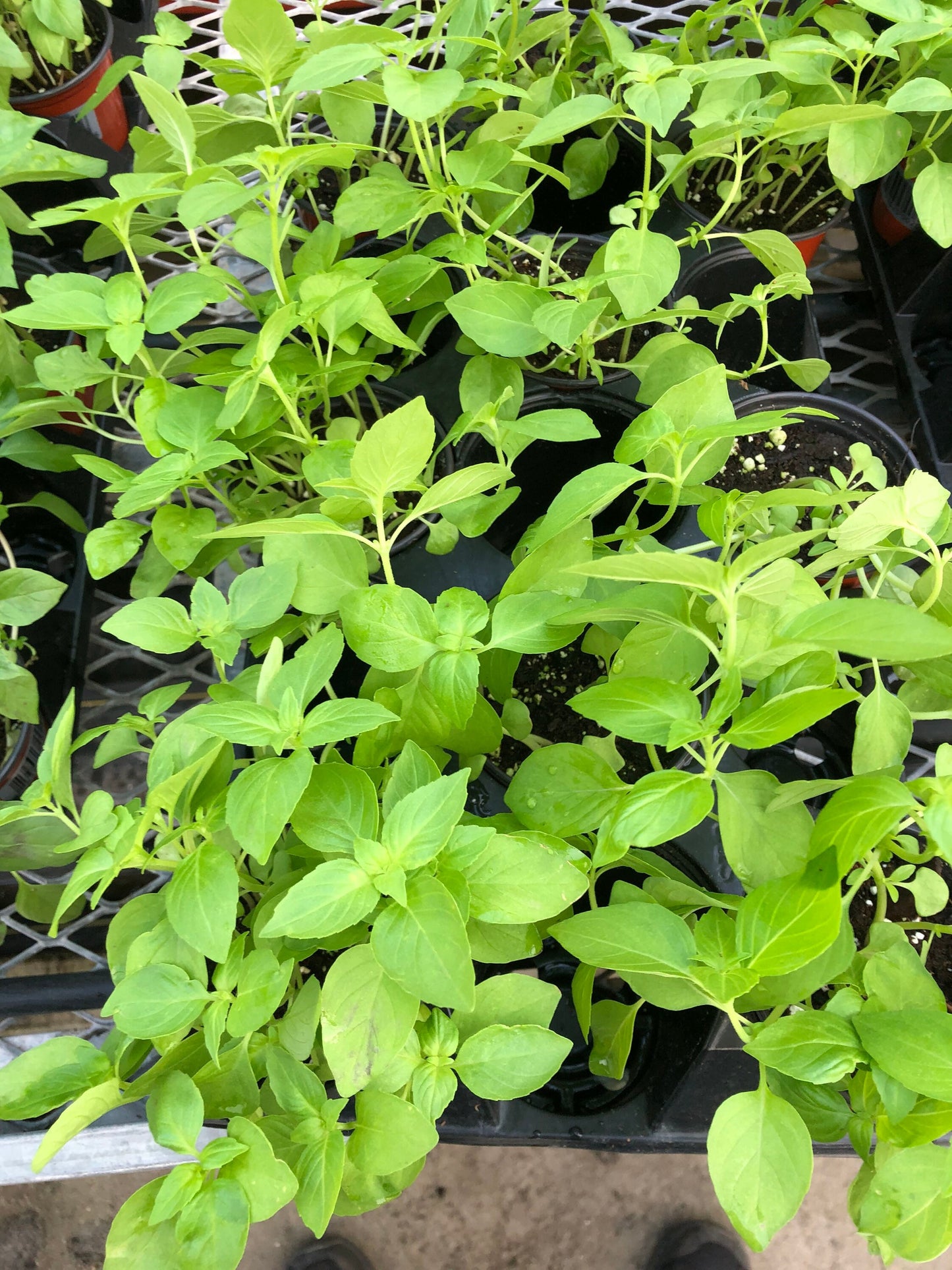 Siam Queen, large leaf Thai basil, large plant live herb