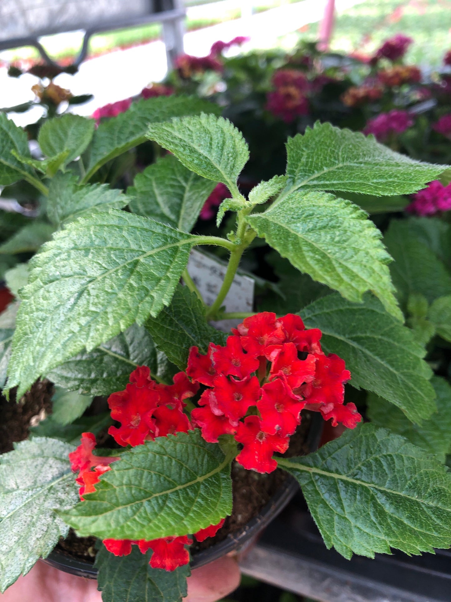Premium Lantana Plant - Vibrant and Versatile