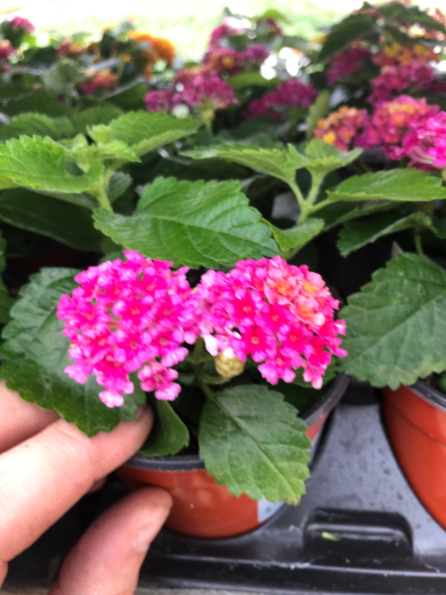 Premium Lantana Plant - Vibrant and Versatile