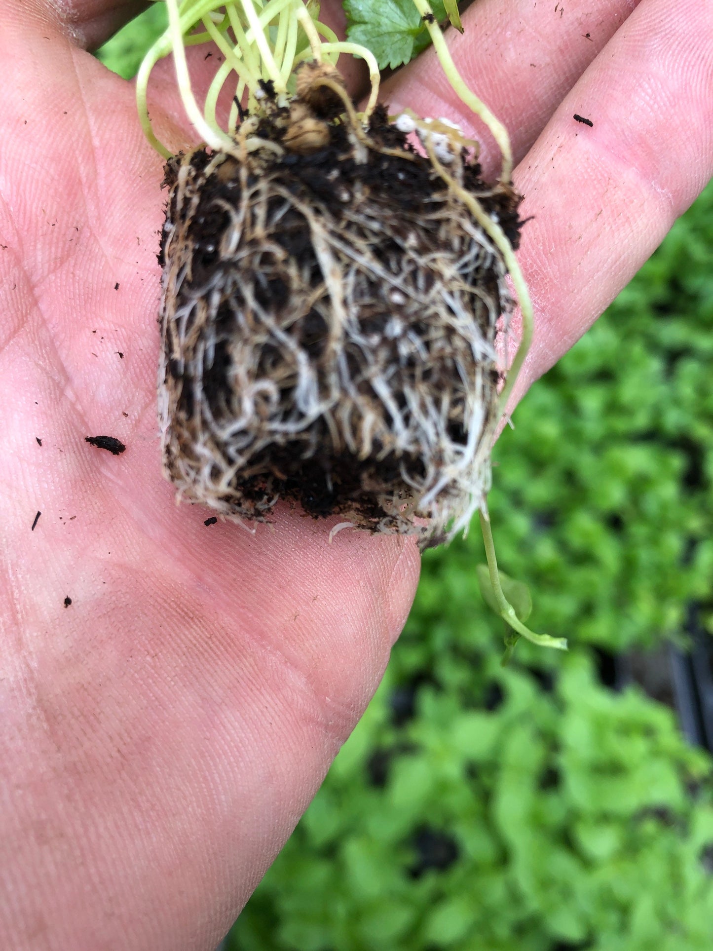 Fresh Cilantro Starter Plants ~ Healthy Herb Seedlings for Home Gardeners ~ 5,10 pieces ~ Healthy and fully rooted ~ Ready to plant