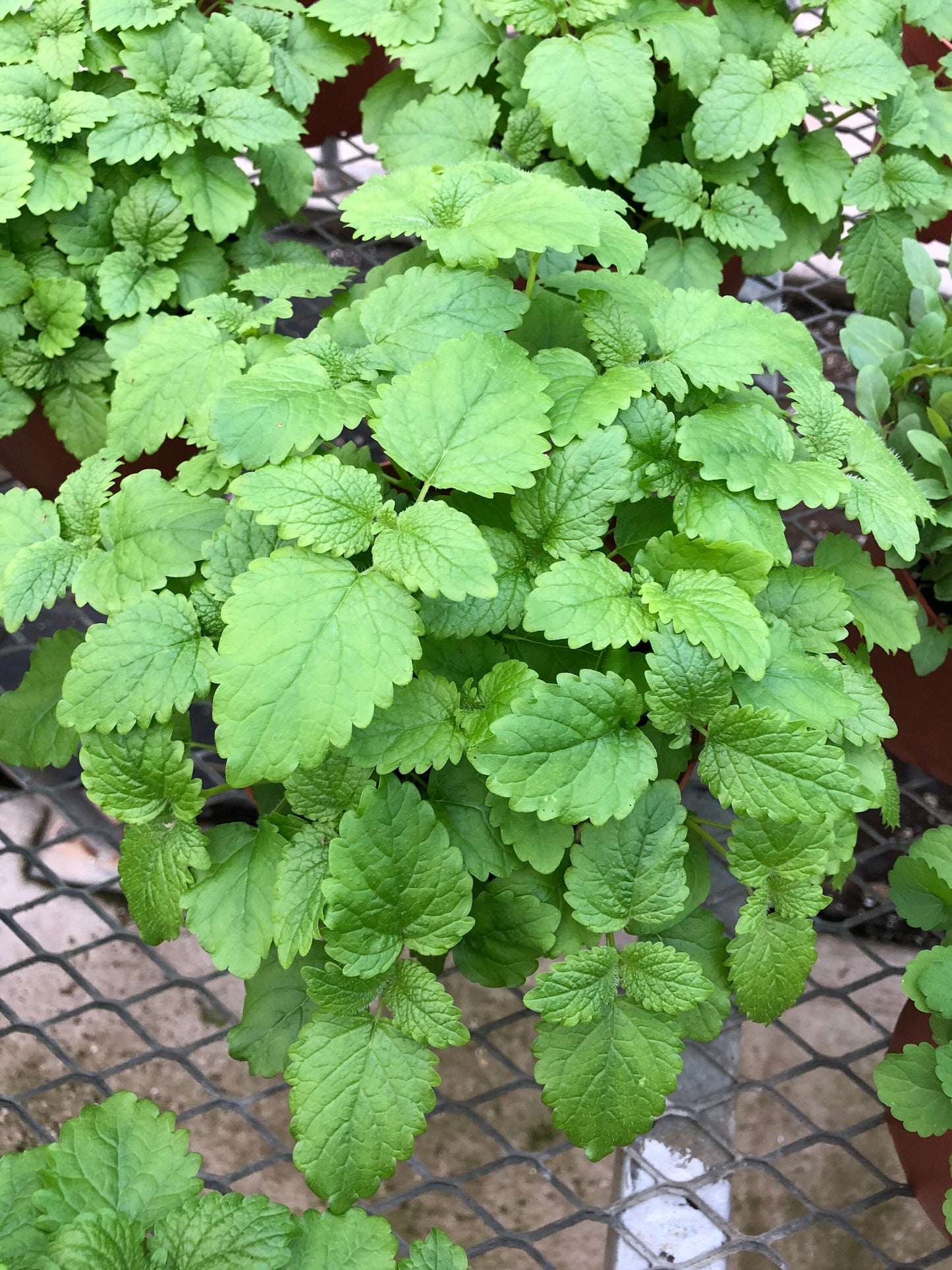 Large Lemon Balm Plant - Refreshing and Versatile Herb (6” Pot)