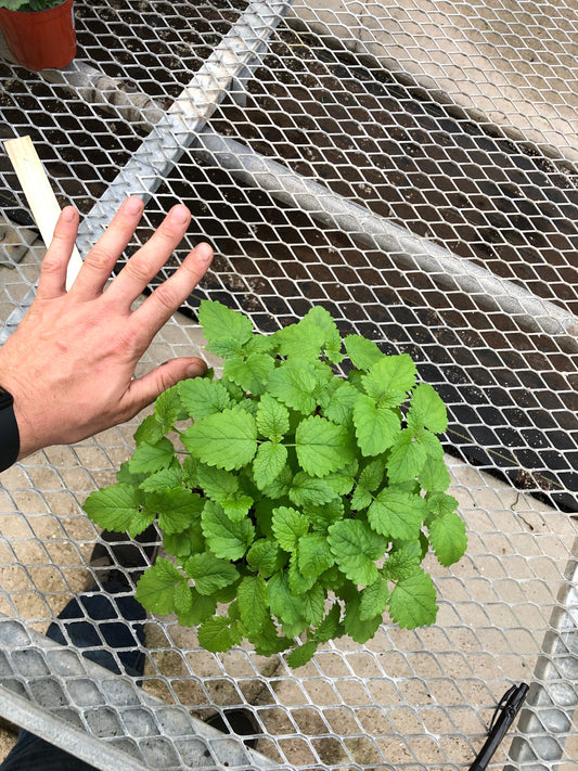 Large Lemon Balm Plant - Refreshing and Versatile Herb (6” Pot)