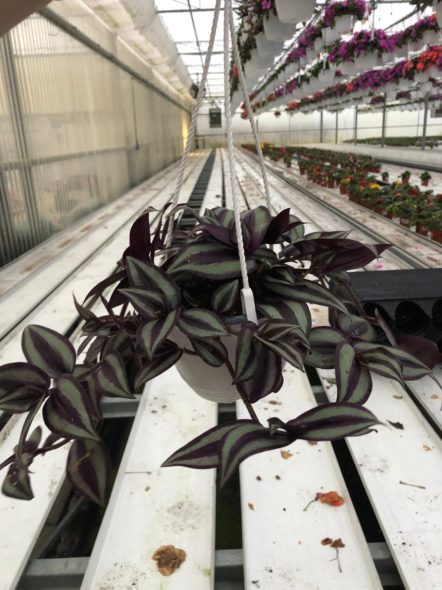 Tradescantia Zebrina “ wandering Jew” hanging basket