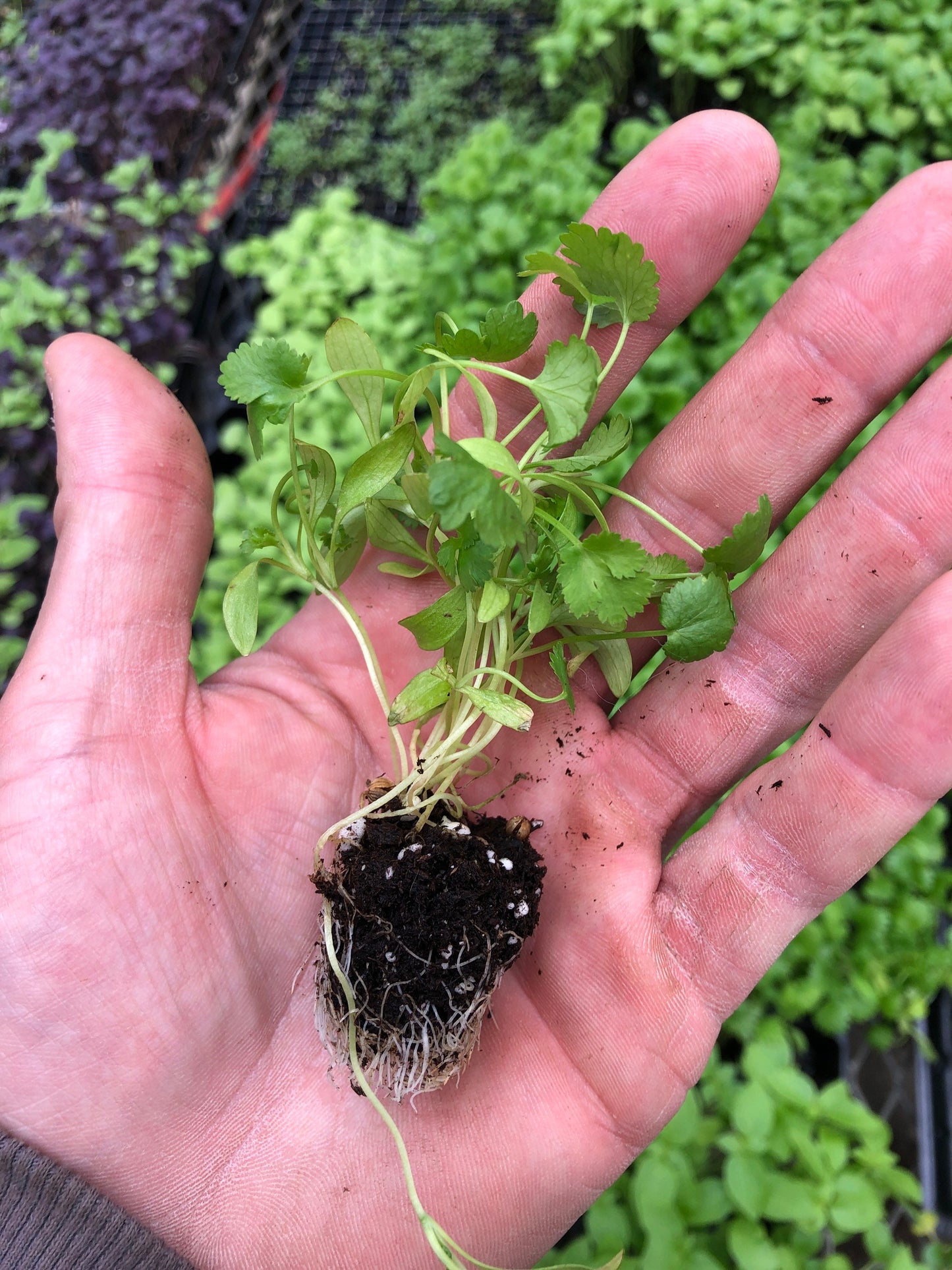 Fresh Cilantro Starter Plants ~ Healthy Herb Seedlings for Home Gardeners ~ 5,10 pieces ~ Healthy and fully rooted ~ Ready to plant