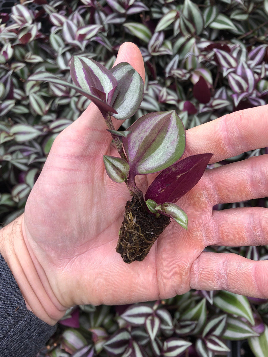 Reserve tradescantia bundle for daniela purchases