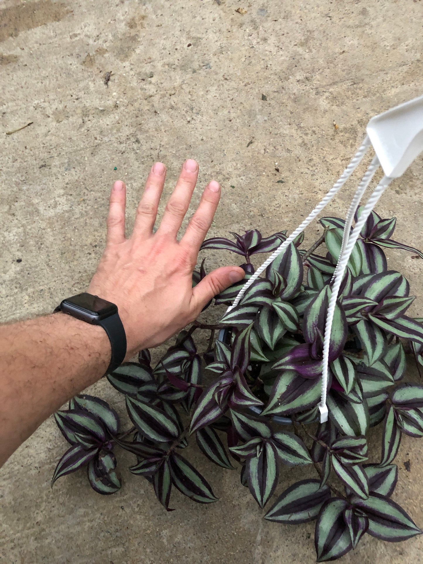 Tradescantia Zebrina “ wandering Jew” hanging basket