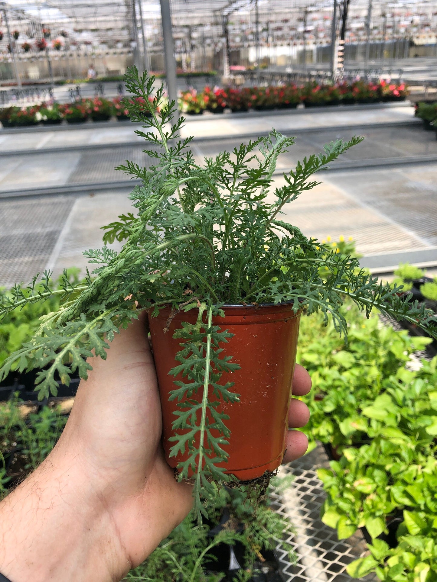 Roman Chamomile Plants ~ perennial