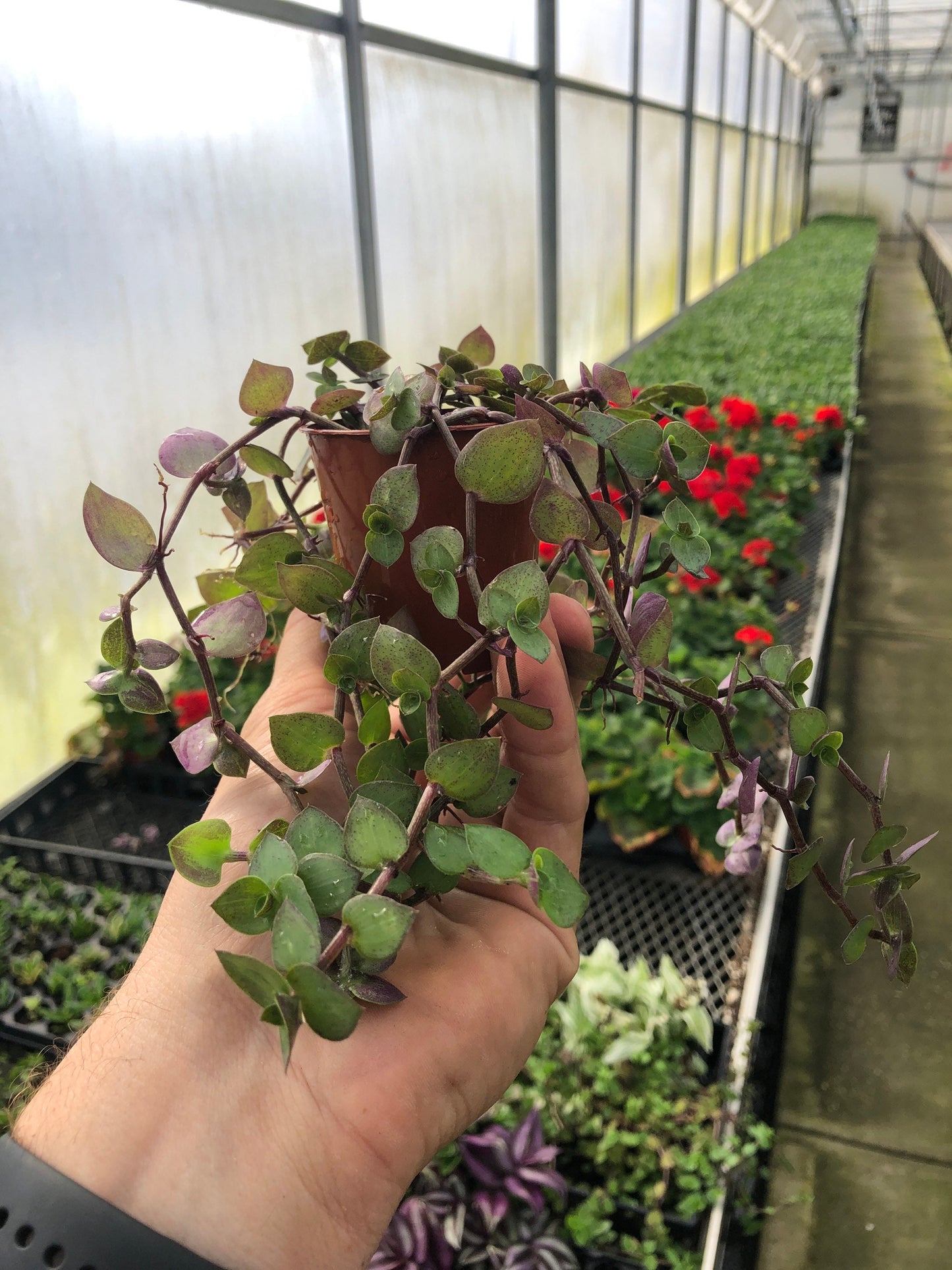 Wandering Jew “Dwarf Bolivian” live plant 2”pot