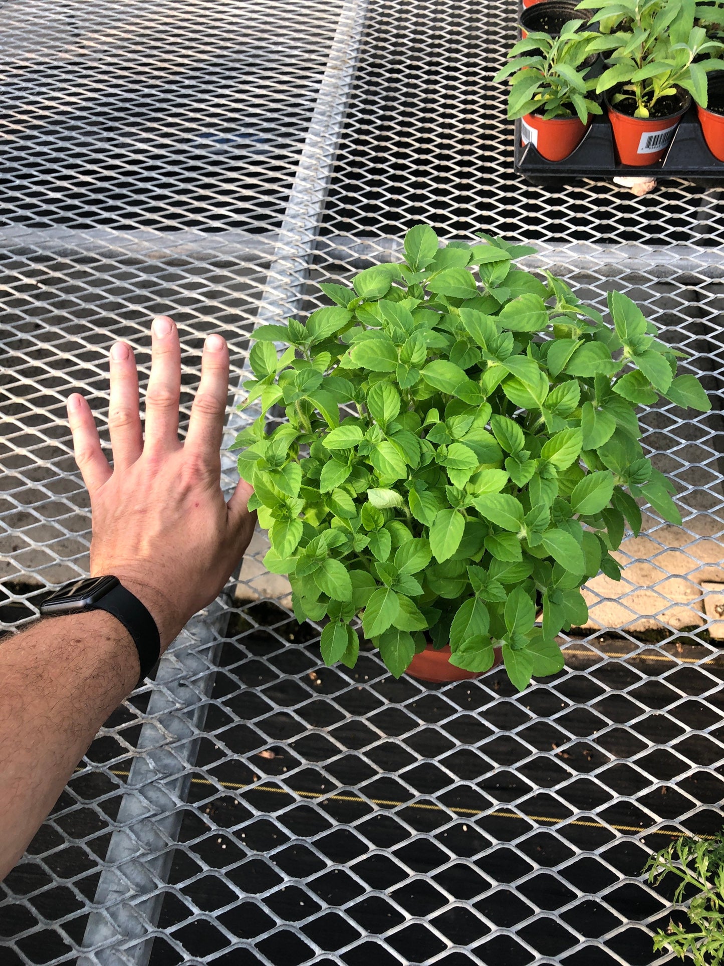 Large Holy Basil "Kapoor Tulsi" - Sacred Herb for Health and Wellness