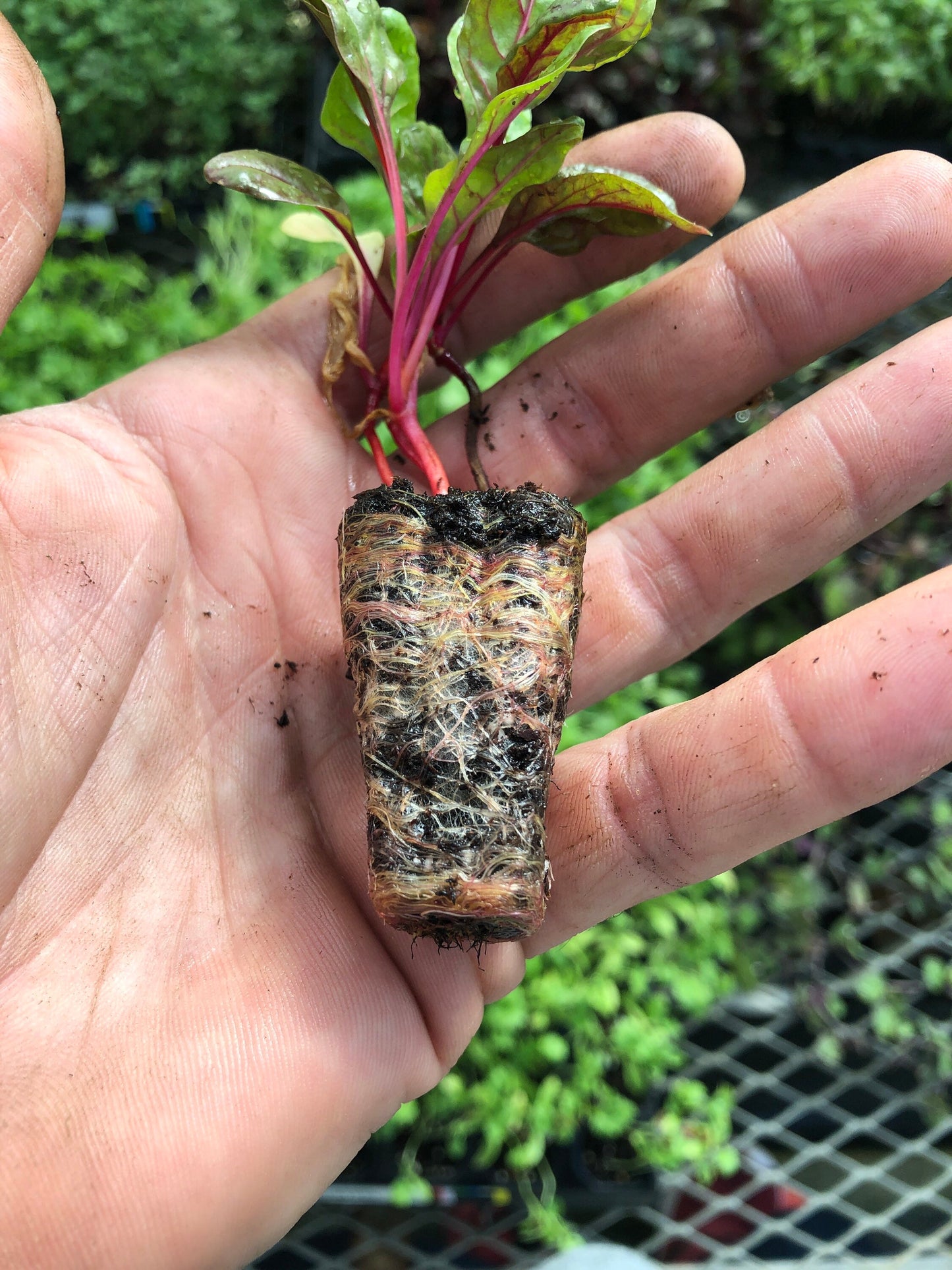 Rainbow Swiss Chard Starter Plants - Set of 5 | Colorful Addition to Your Garden