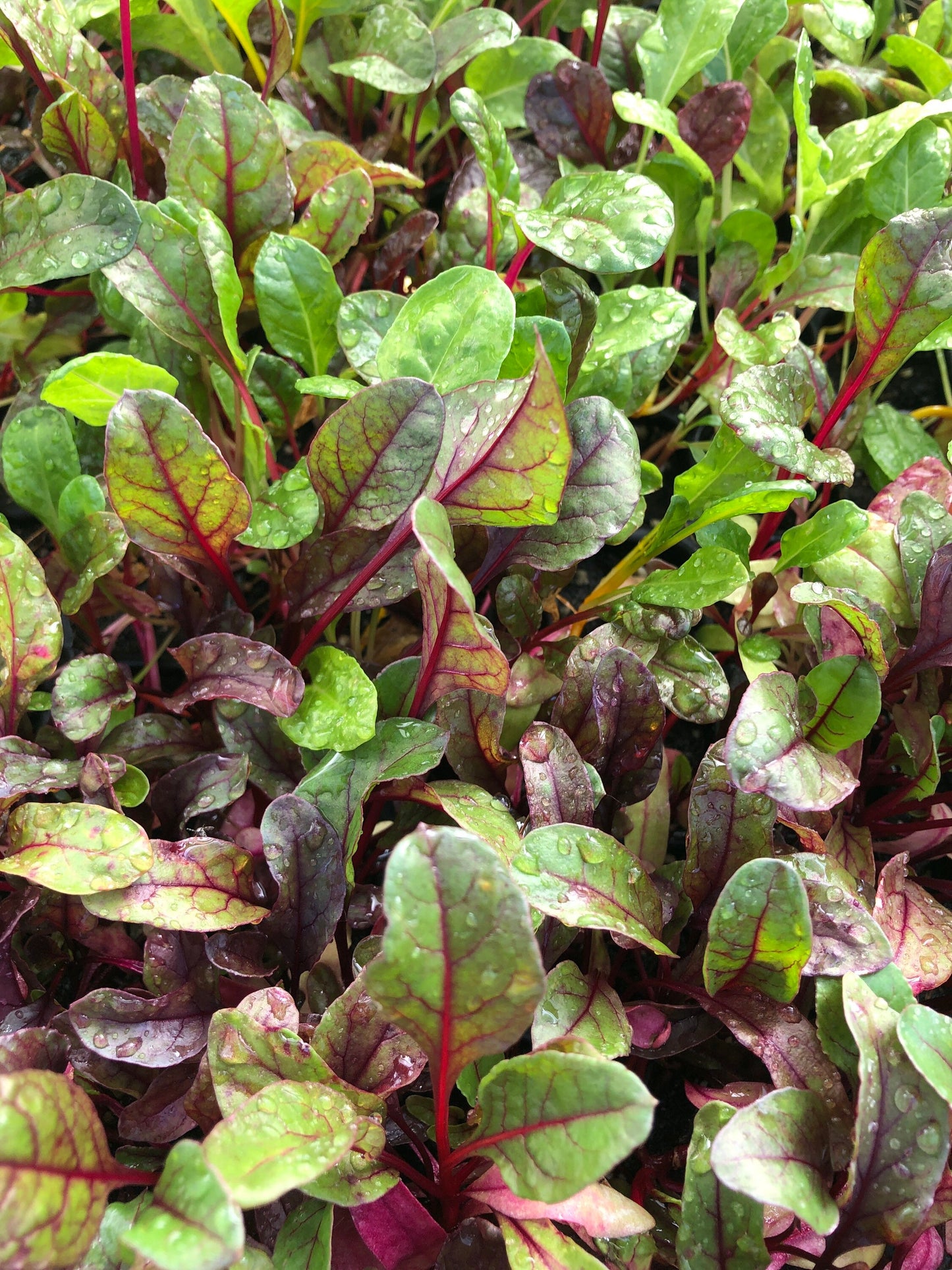 Rainbow Swiss Chard Starter Plants - Set of 5 | Colorful Addition to Your Garden