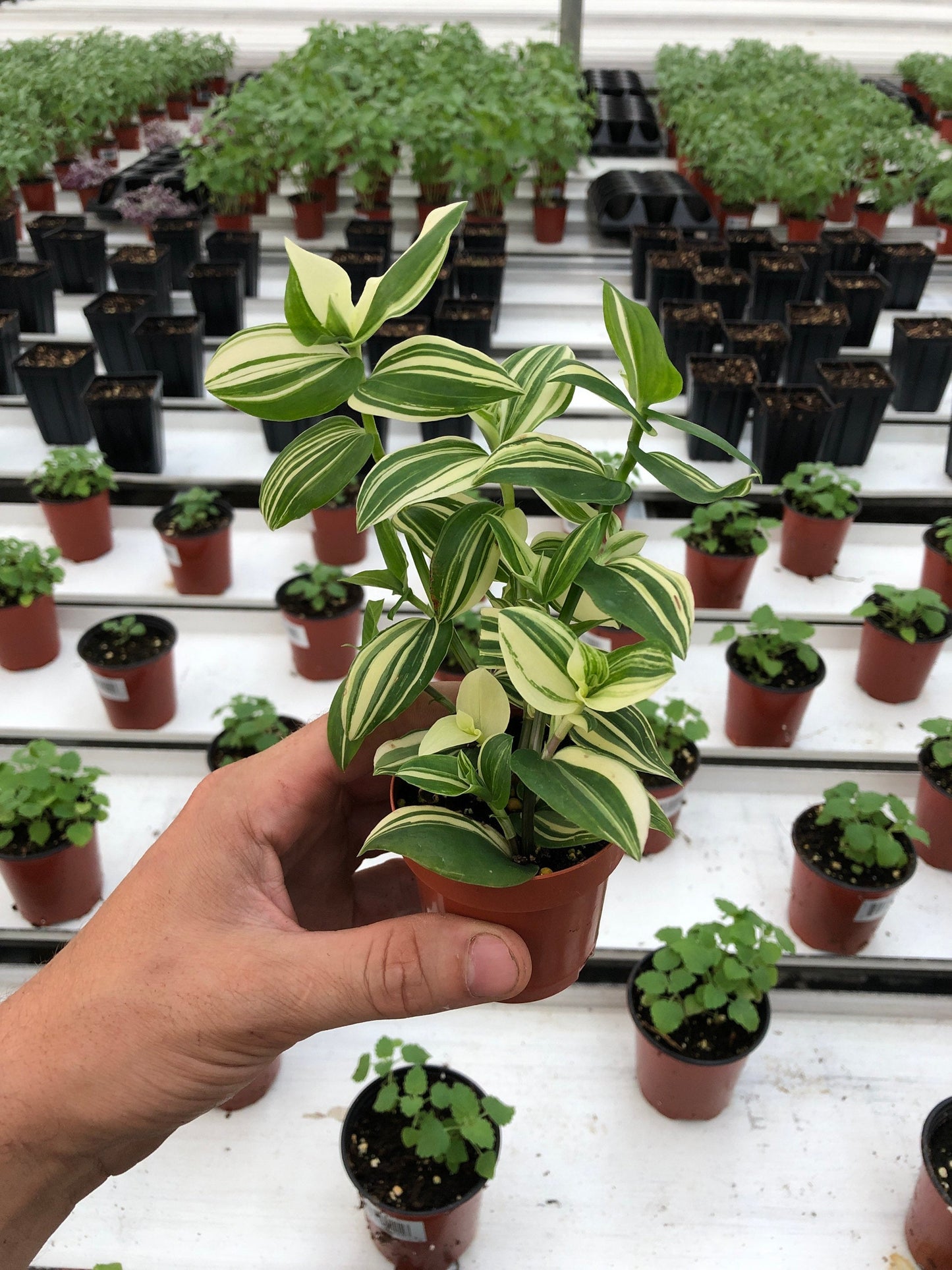 Tradescantia Fluminensis Variegata Live Plant - 2.5" Pot | Lush Variegated Foliage
