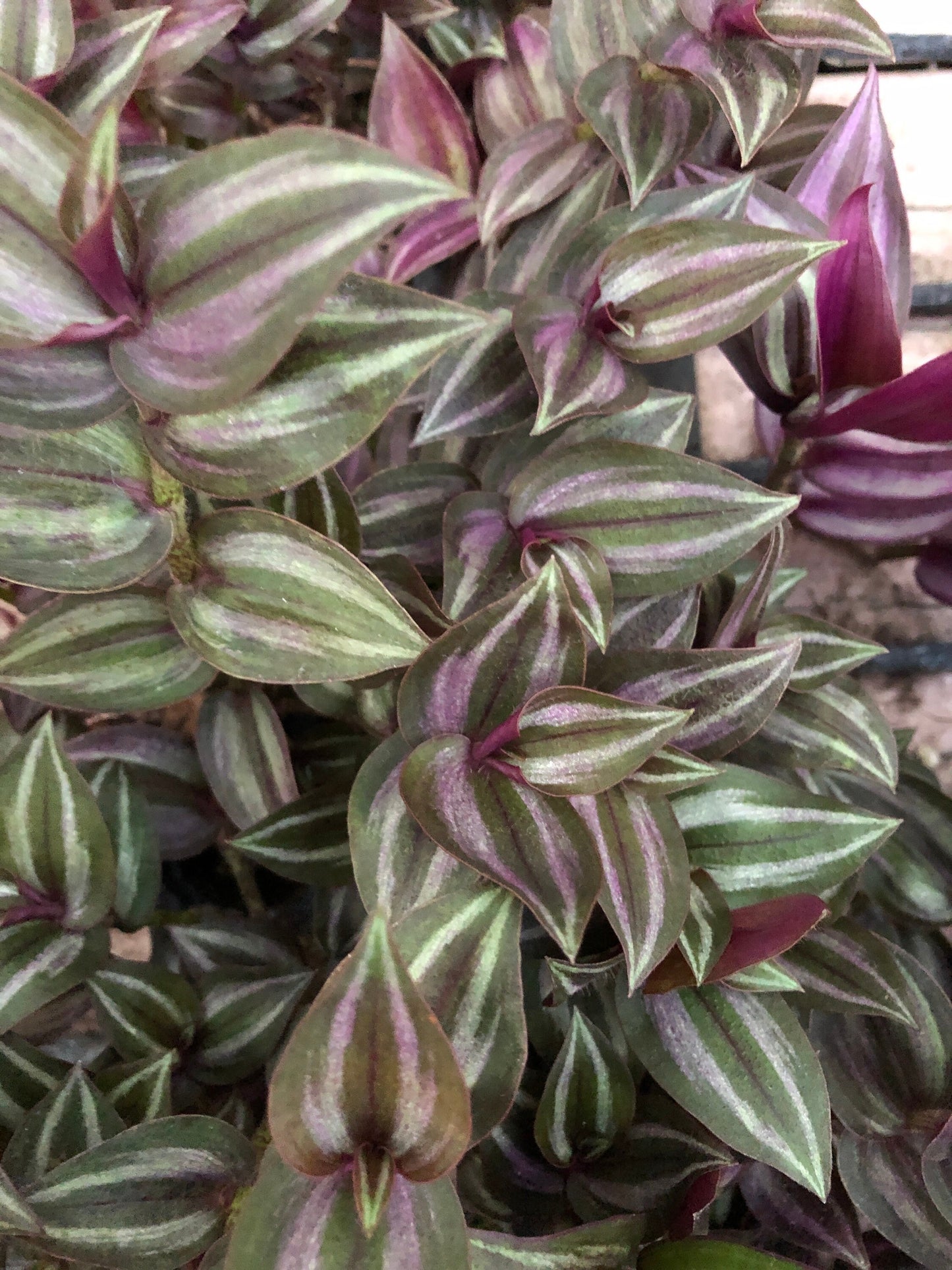 Tradescantia rooted cutting mix pack - 10 pieces - wandering Jew Zebrina, Red Gem, Discolor and Bolivian