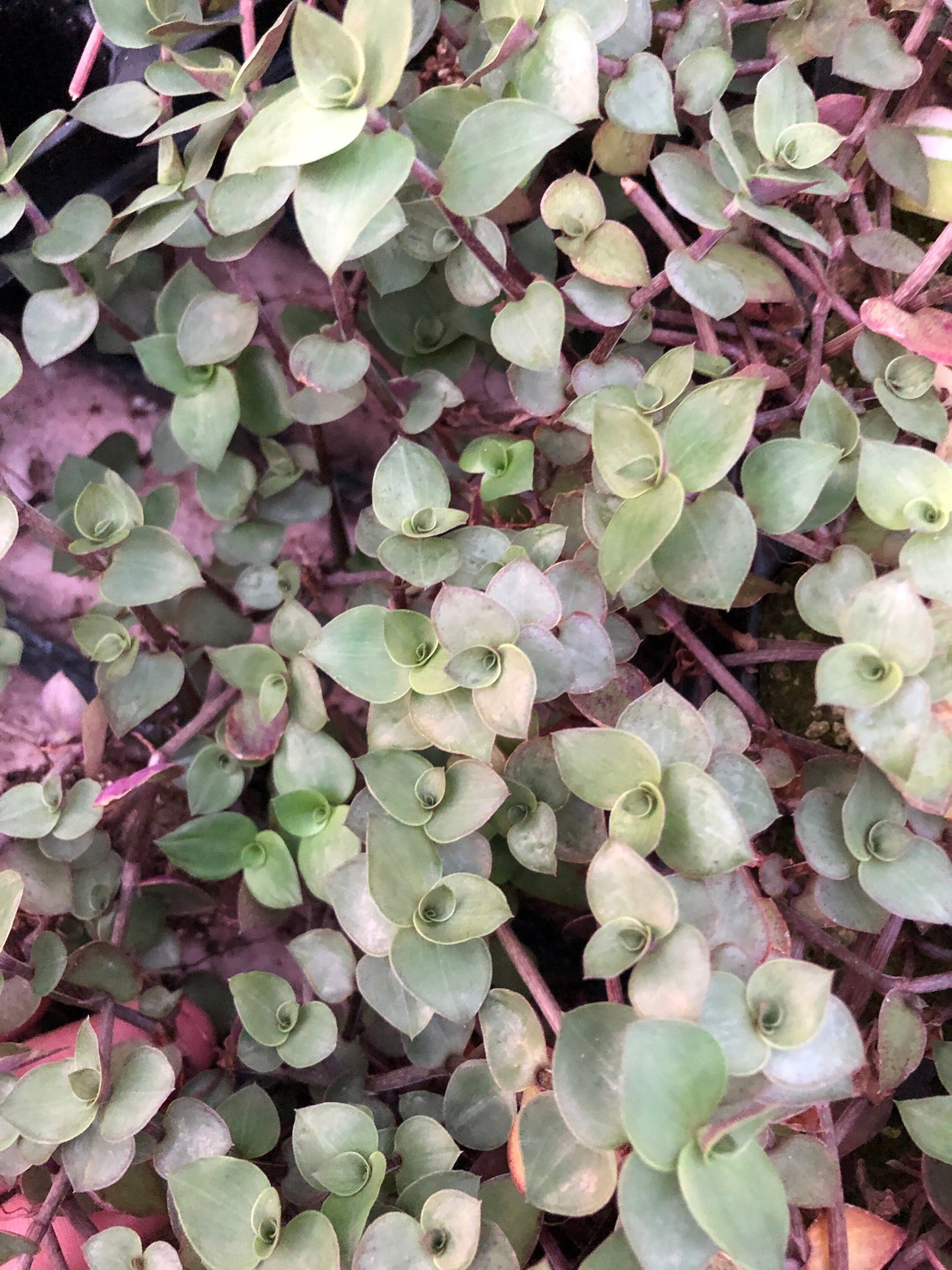 Tradescantia rooted cutting mix pack - 10 pieces - wandering Jew Zebrina, Red Gem, Discolor and Bolivian