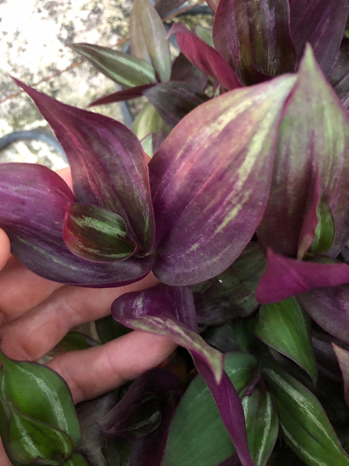Tradescantia rooted cutting mix pack - 10 pieces - wandering Jew Zebrina, Red Gem, Discolor and Bolivian