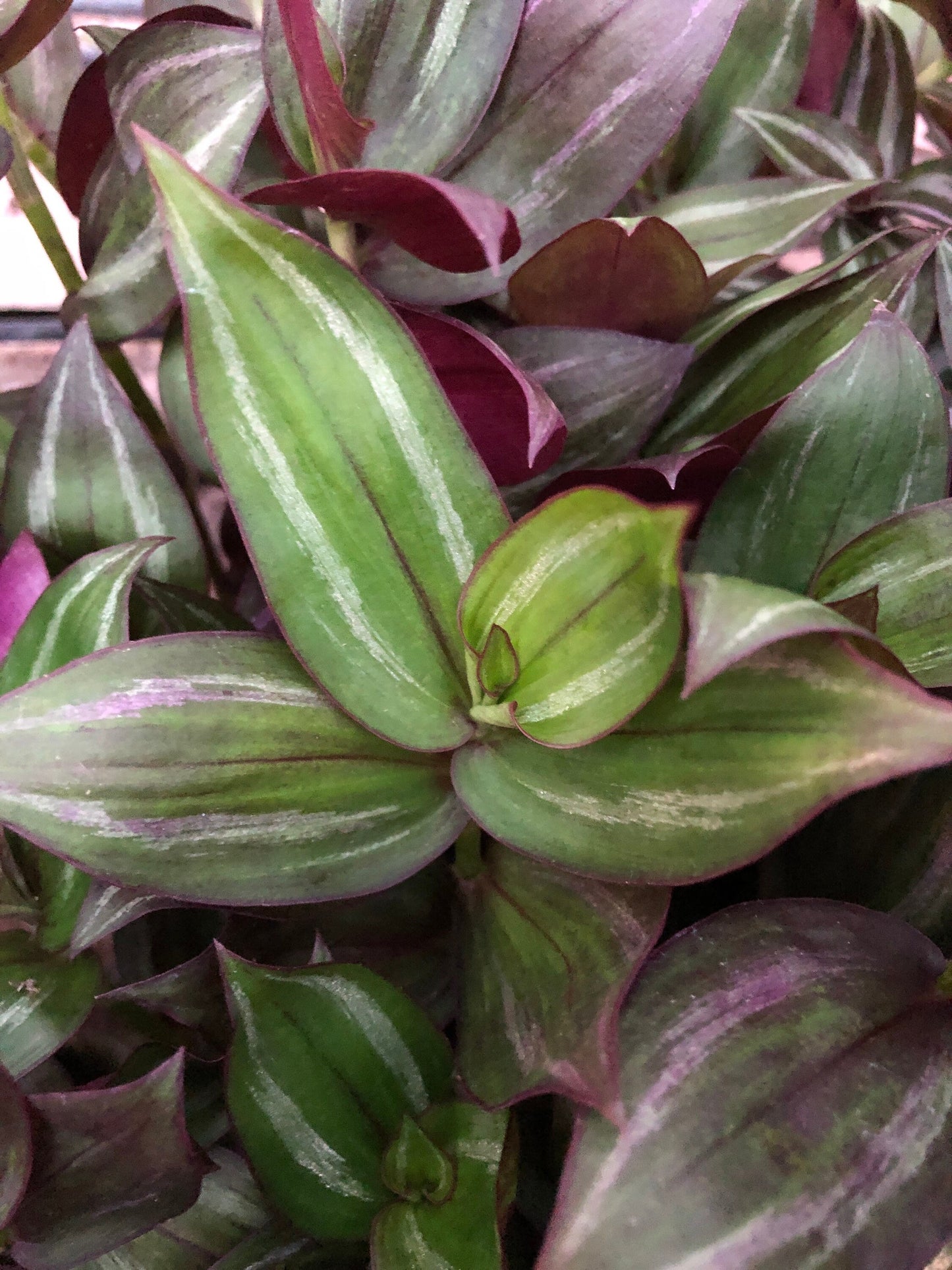 Tradescantia rooted cutting mix pack - 10 pieces - wandering Jew Zebrina, Red Gem, Discolor and Bolivian