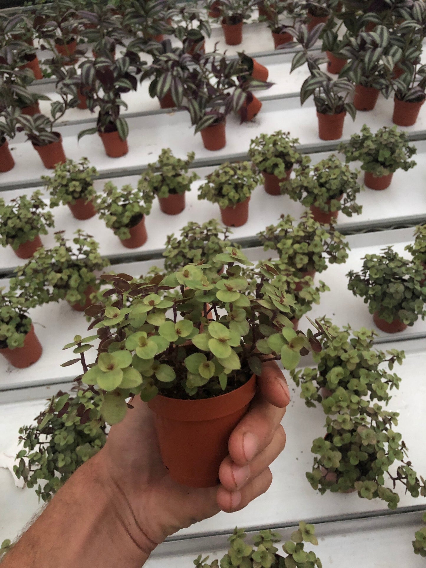 Tradescantia dwarf Bolivian gold live plant wandering jew