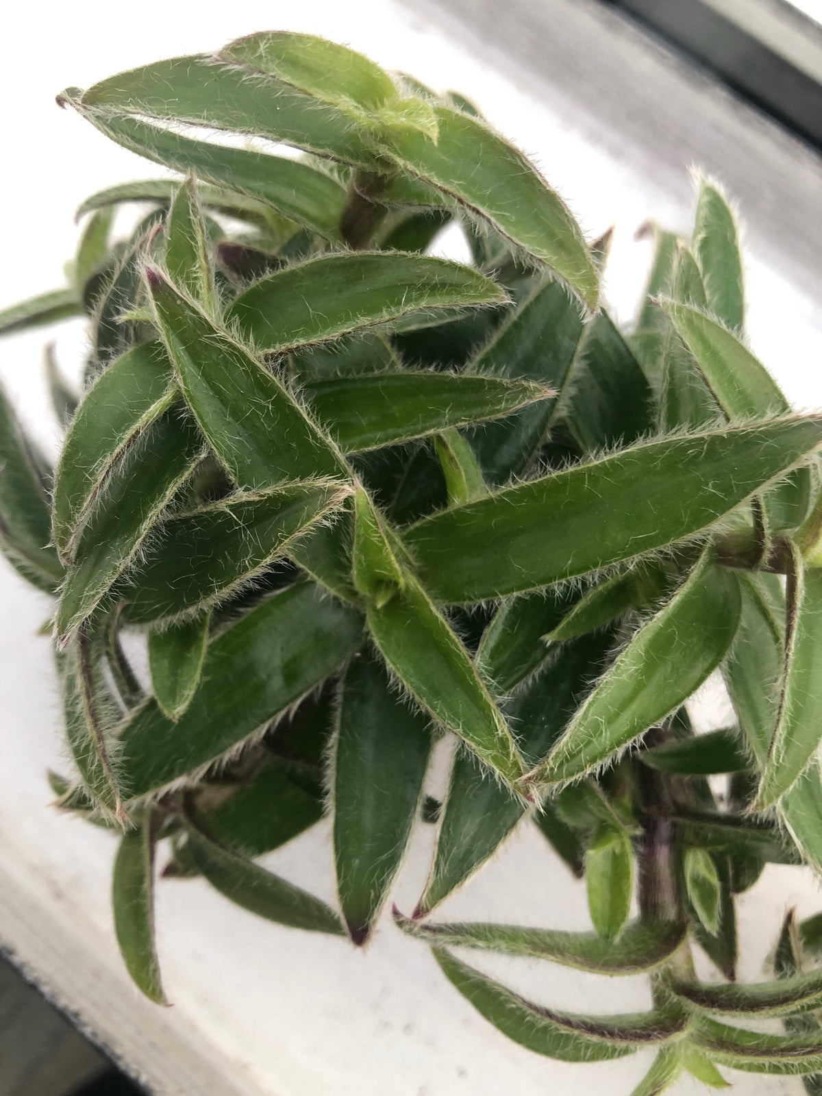 Tradescantia kitten ears ~ wandering jew ~ rare inchplant