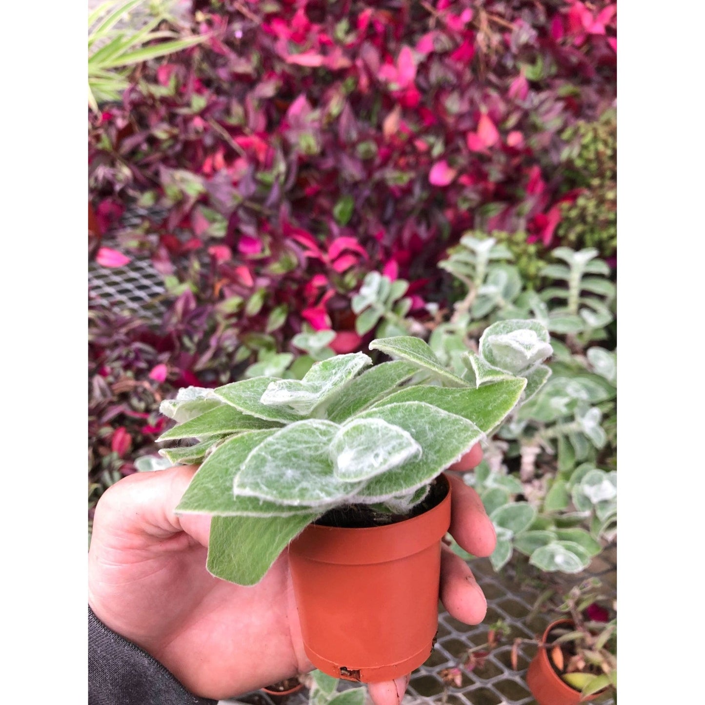 Tradescantia White velvet ~ rare wandering jew ~ Easy houseplant
