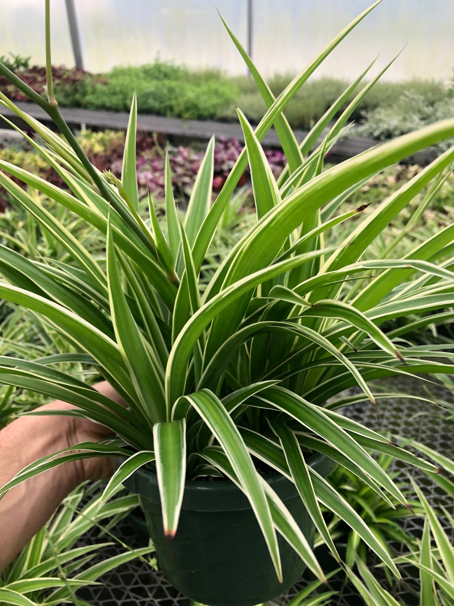 Spider plant live in 4” pot ~ Reverse airplane spider ~ Air purifier