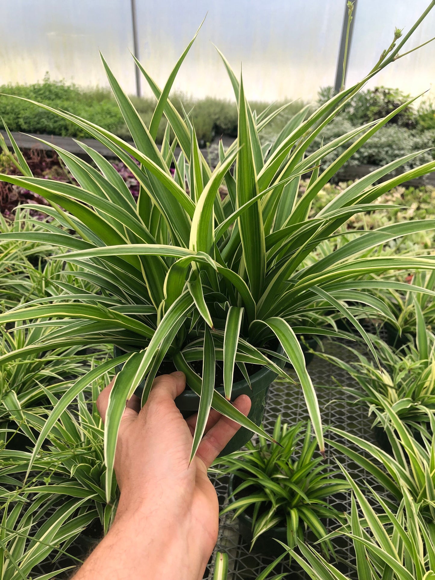Spider plant live in 4” pot ~ Reverse airplane spider ~ Air purifier