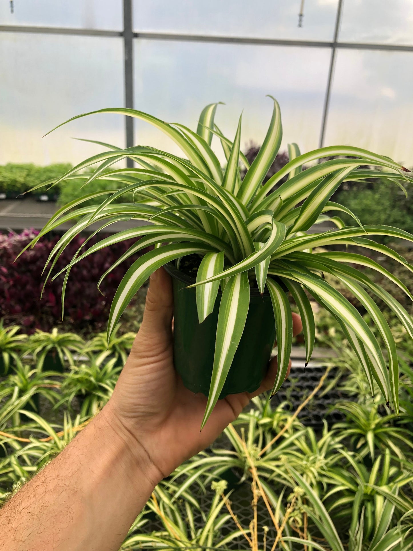 Spider plant live in 4” pot ~ Reverse airplane spider ~ Air purifier