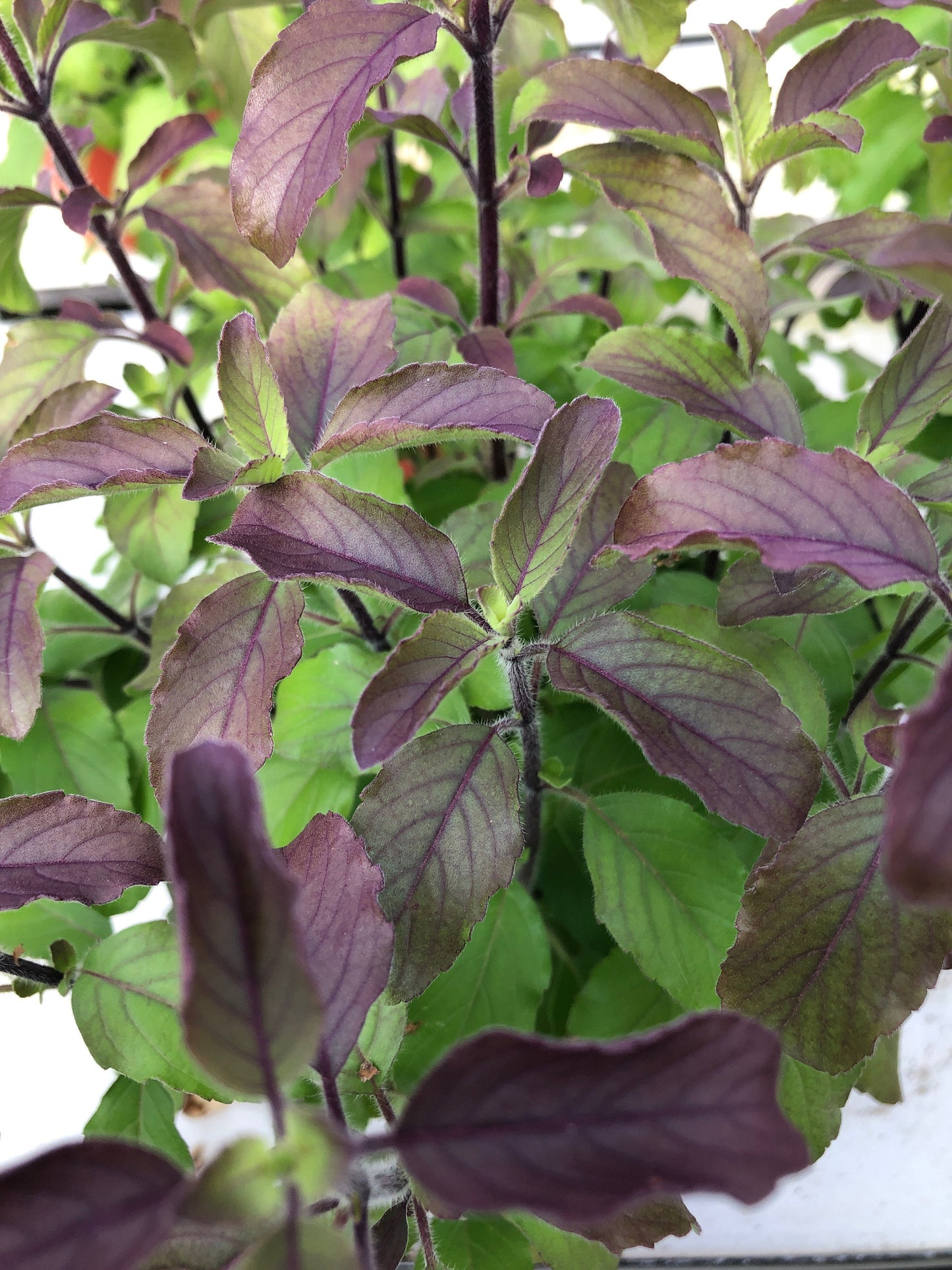 Krishna Tulsi Extra Large Plant - Sacred Holy Basil with Purple Stems (Ocimum Sanctum)