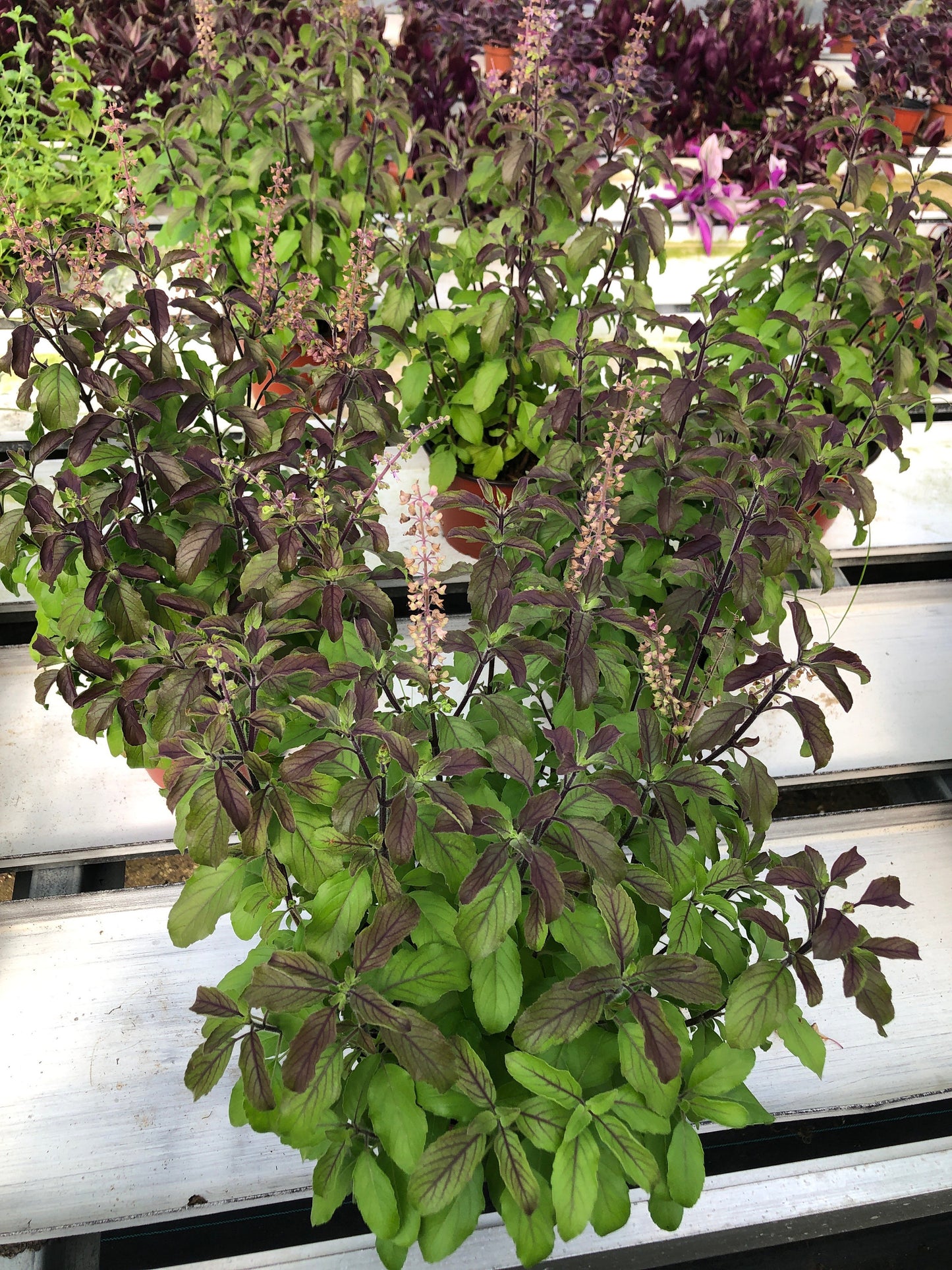 Krishna Tulsi Extra Large Plant - Sacred Holy Basil with Purple Stems (Ocimum Sanctum)