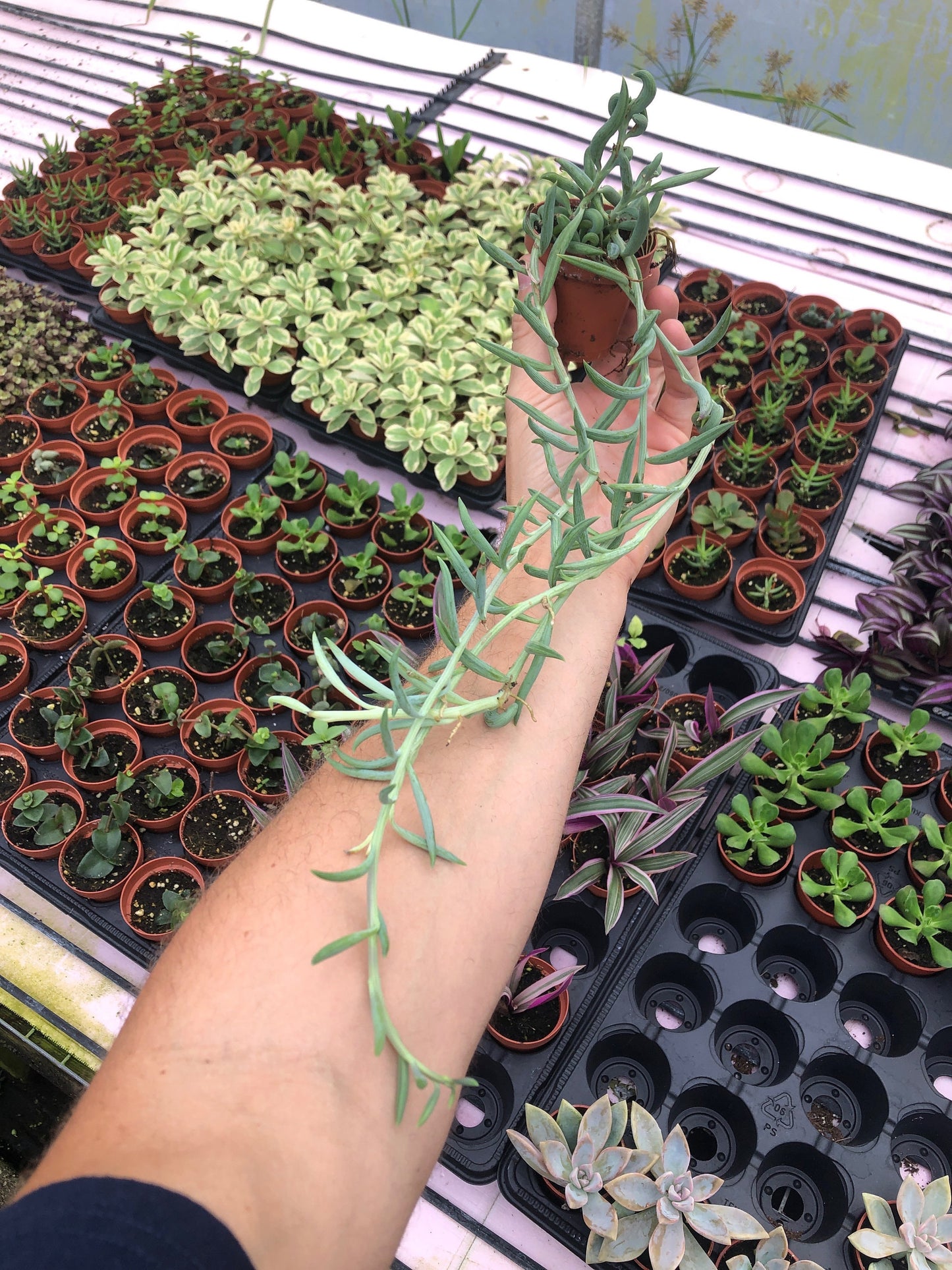 String of bananas ~ easy houseplant ~ banana vine ~ long vines
