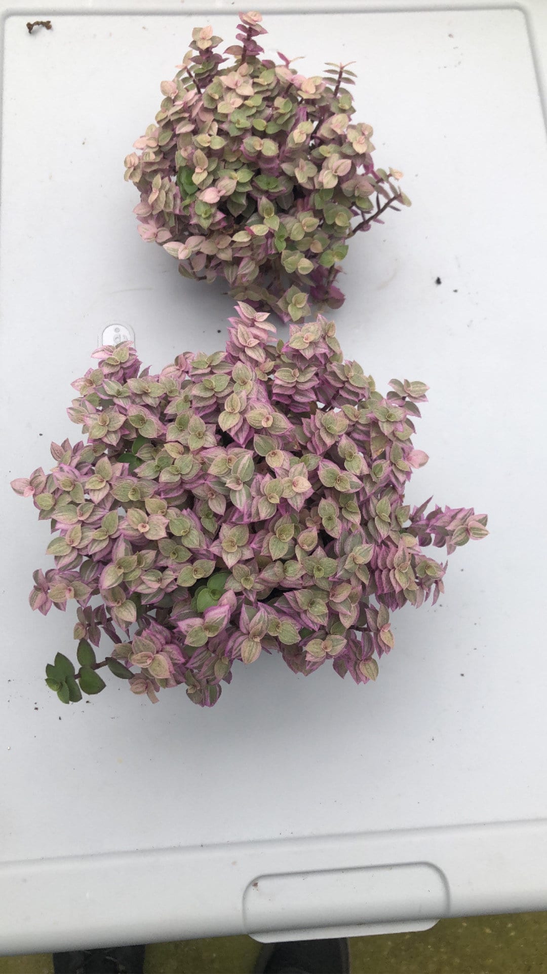 Tradescantia pink lady - live Large houseplant - callisia repens - pink plant