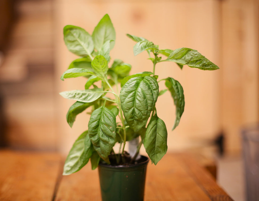 Italian Basil: A Classic Culinary Essential for Your Garden and Kitchen