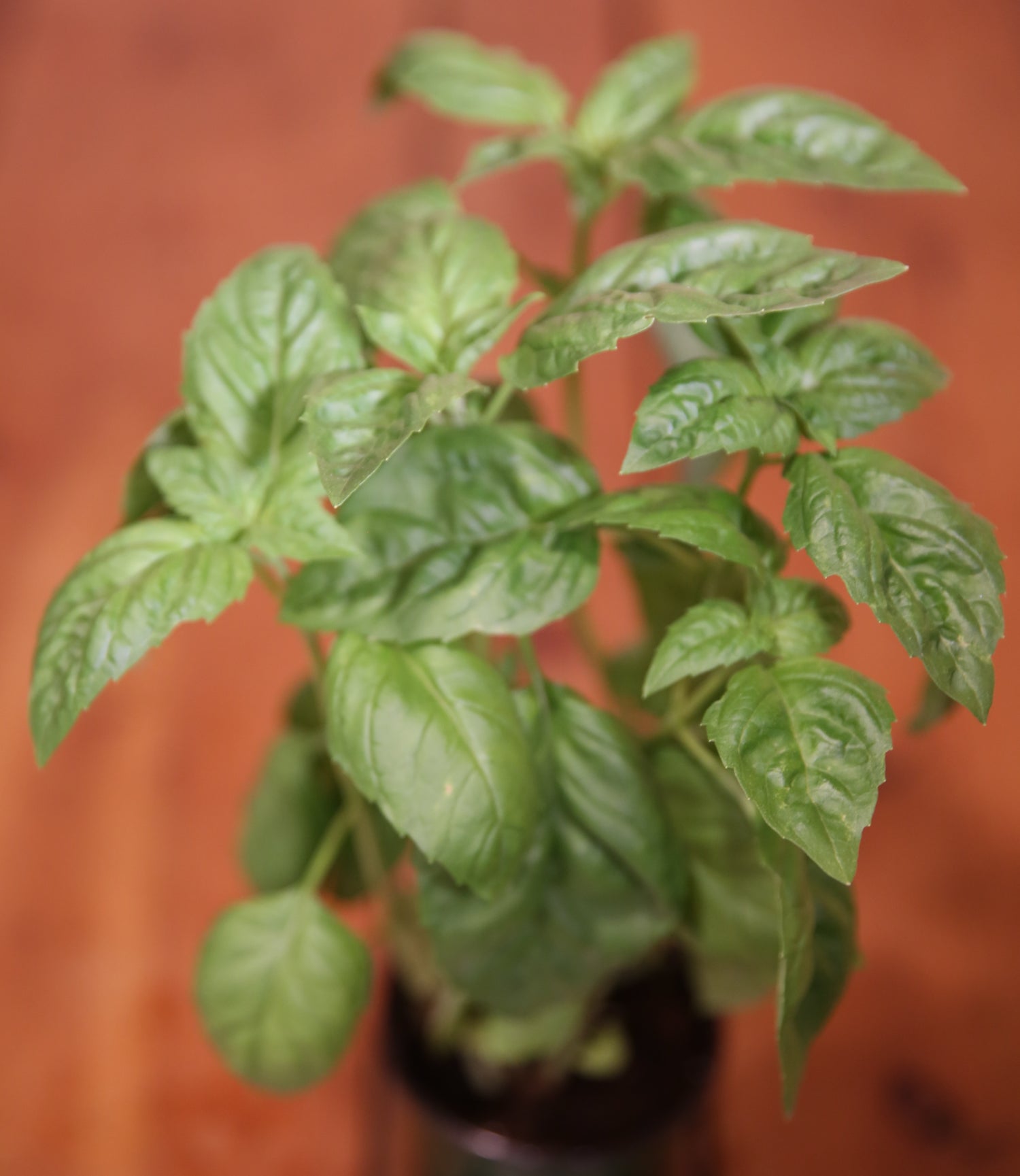 Live Herb plants