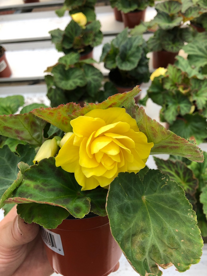 Live tuberous begonia “Bliss”