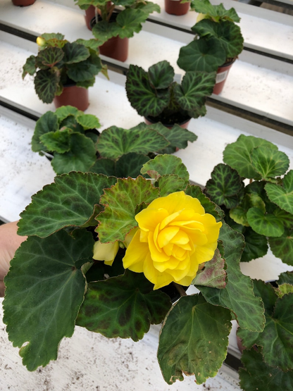 Live tuberous begonia “Bliss”