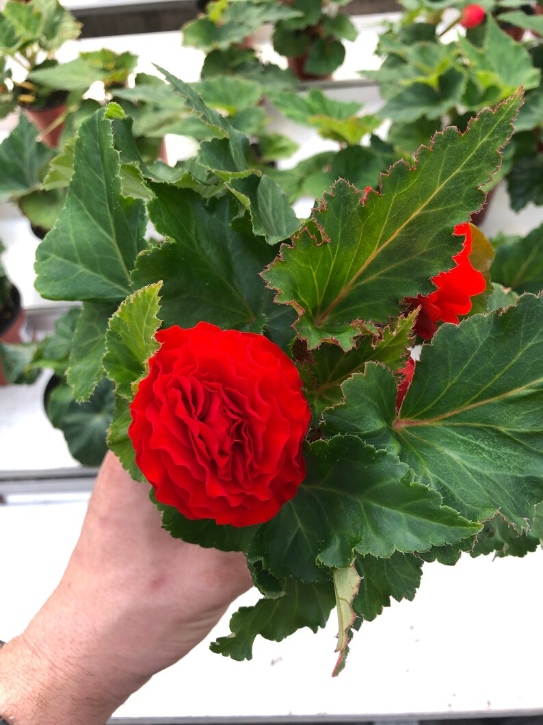 Live tuberous begonia “Bliss”